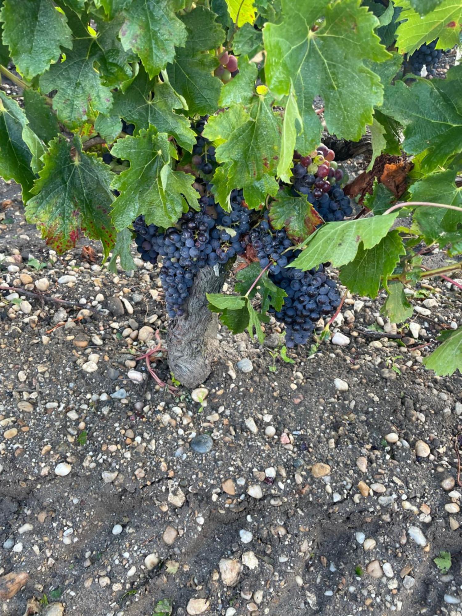 Domaine Des Quatre Terres * Lesparre-Medoc
